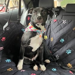 Photo of Dee, adoptable American Pit Bull Terrier Mixed Breed (Medium) in Frederick, Maryland