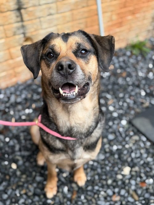 Photo of Whya, adoptable German Shepherd Dog in Lovingston, Virginia