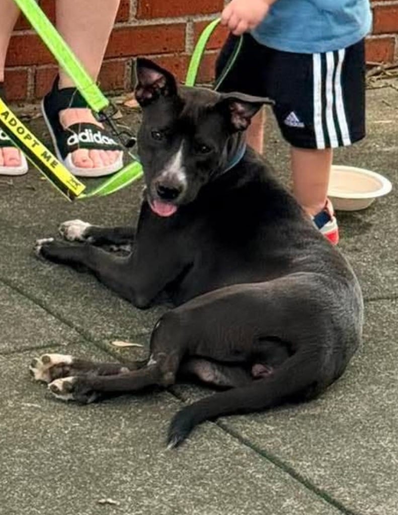 Photo of Raven, adoptable Pit Bull Terrier in Hartsville, South Carolina