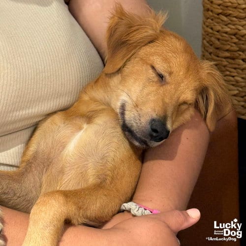 Photo of Willy Wonka, adoptable Labrador Retriever in Washington, District of Columbia