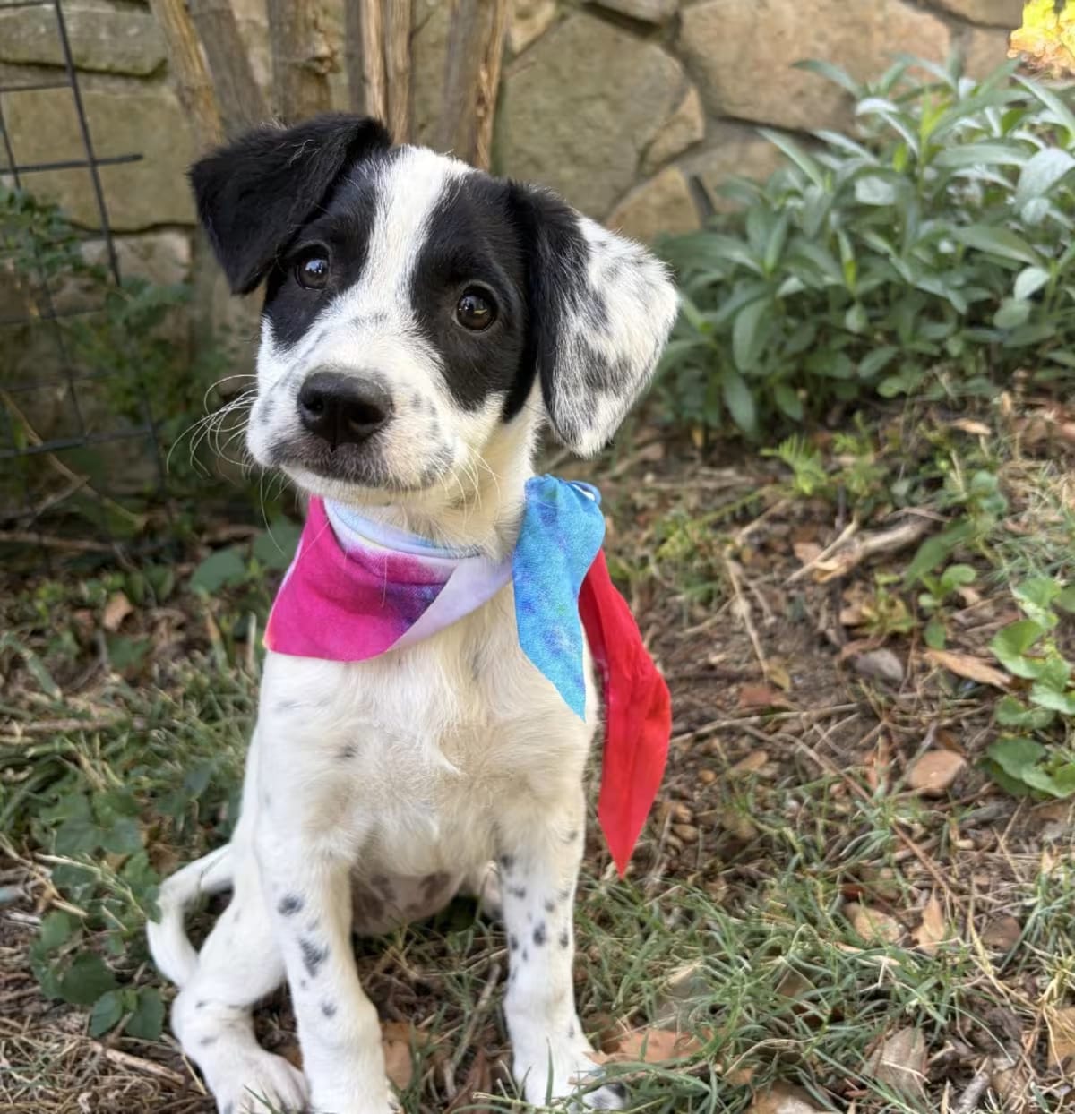 Photo of Taco, adoptable Pointer Jack Russell Terrier in Denver, Colorado