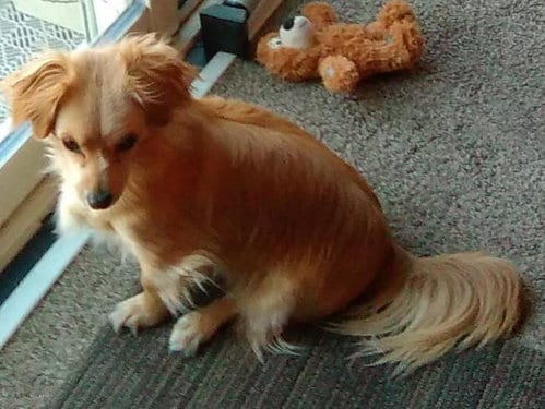 Photo of Reyna, adoptable Dachshund in Evergreen, Colorado