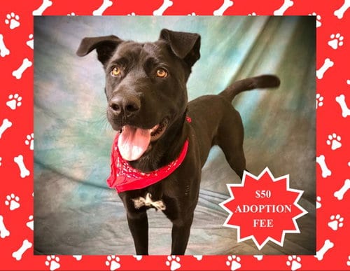 Photo of Selene, adoptable Labrador Retriever in Salinas, California