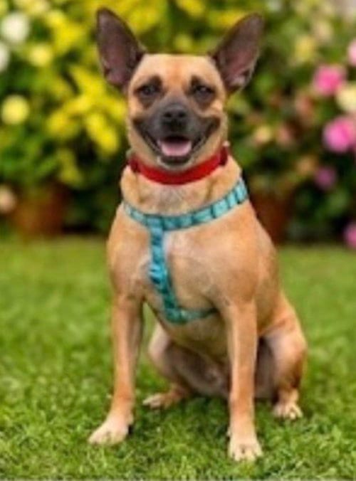Photo of Priscilla, adoptable Terrier in Margate, Florida