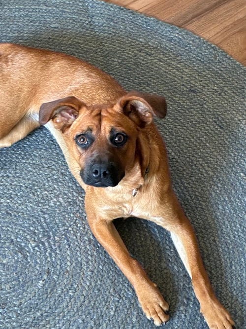 Photo of Misty, adoptable Black Mouth Cur in San Diego, California