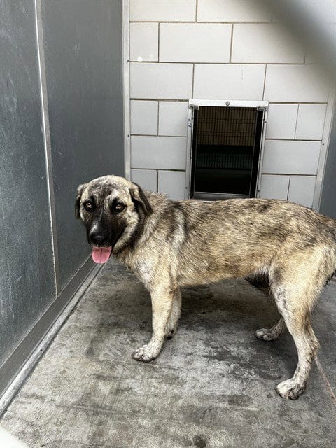 Photo of Xena, adoptable Anatolian Shepherd in Pearland, Texas