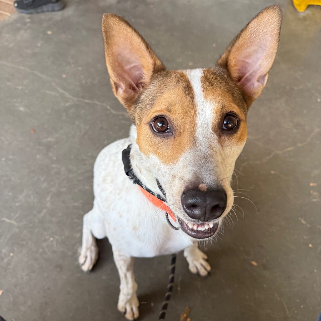 Photo of Aioli, adoptable Cattle Dog / Mix in Houston, Texas