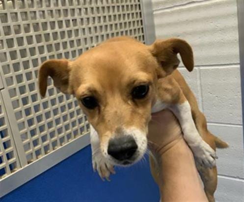 Photo of Harry Squatter, adoptable Chihuahua in Visalia, California