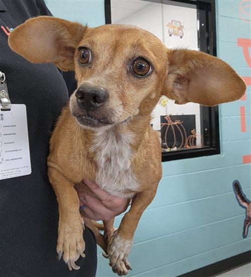 Photo of Penny, adoptable Chihuahua in Temple, Texas