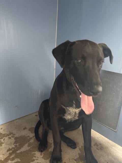 Photo of Garth, adoptable Labrador Retriever in San Bernardino, California