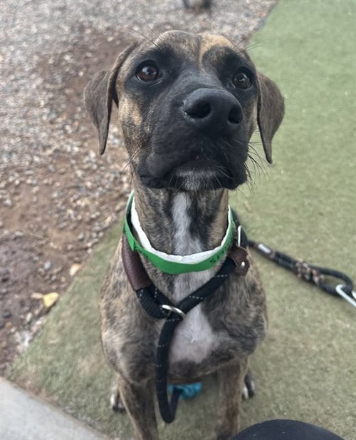 Photo of Angelina, adoptable American Pit Bull Terrier in Phoenix, Arizona