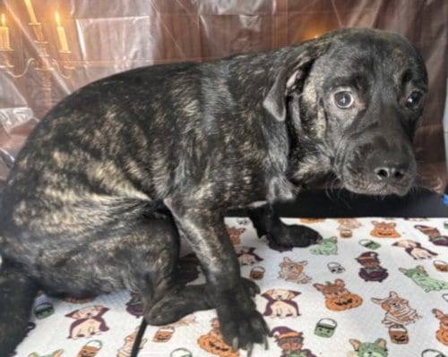 Photo of Dre, adoptable Pug in Chatsworth, California