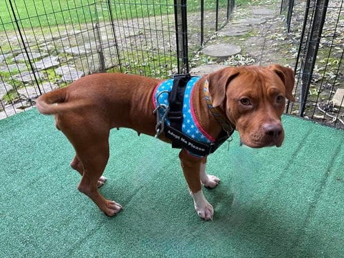 Photo of Penny Sue, adoptable American Pit Bull Terrier in Germantown, Ohio
