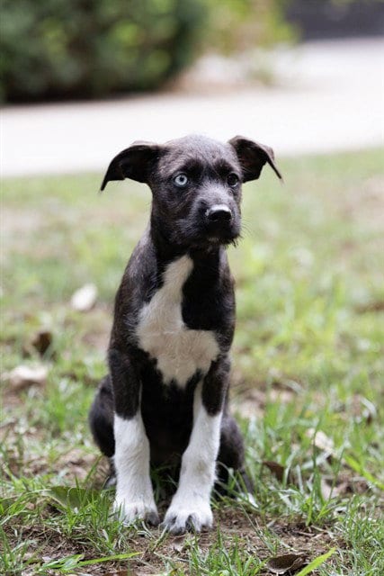 Photo of Aggie, adoptable Schnauzer in Belleville, Illinois