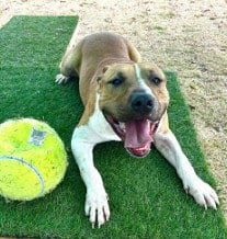 Photo of Turkey, adoptable American Pit Bull Terrier in Tavares, Florida