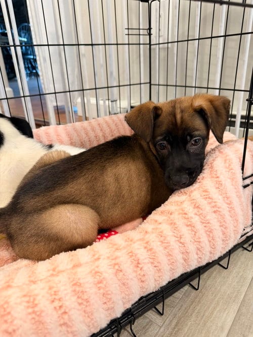 Photo of Bowie, adoptable Mountain Cur in Willingboro, New Jersey