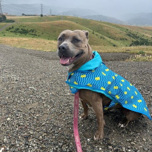 Photo of Maple, adoptable American Pit Bull Terrier in San Jose, California