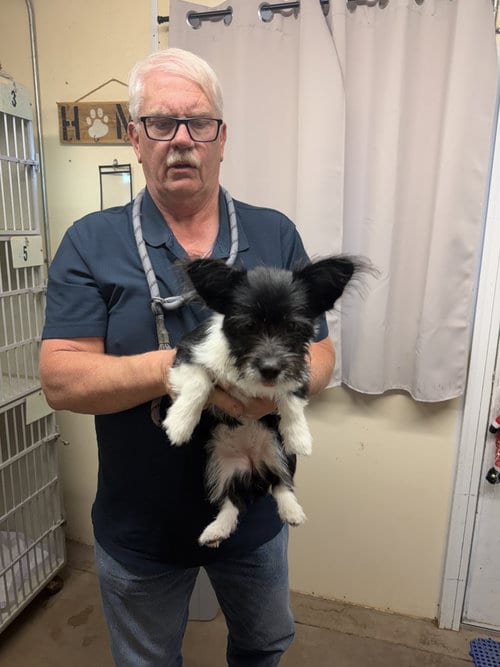 Photo of Nala, adoptable Corgi in Monte Vista, Colorado