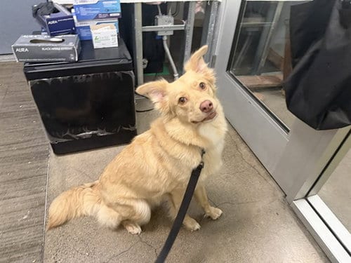 Photo of Taro, adoptable Border Collie in Berkeley, California