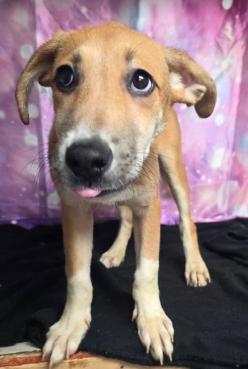 Photo of Mystique, adoptable Cattle Dog in Sedalia, Colorado