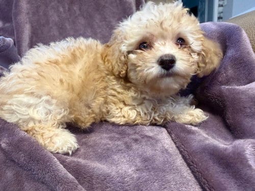Photo of Cassie - In Foster in Rocky Mount, NC, adoptable Poodle (Miniature) in Pacolet, South Carolina