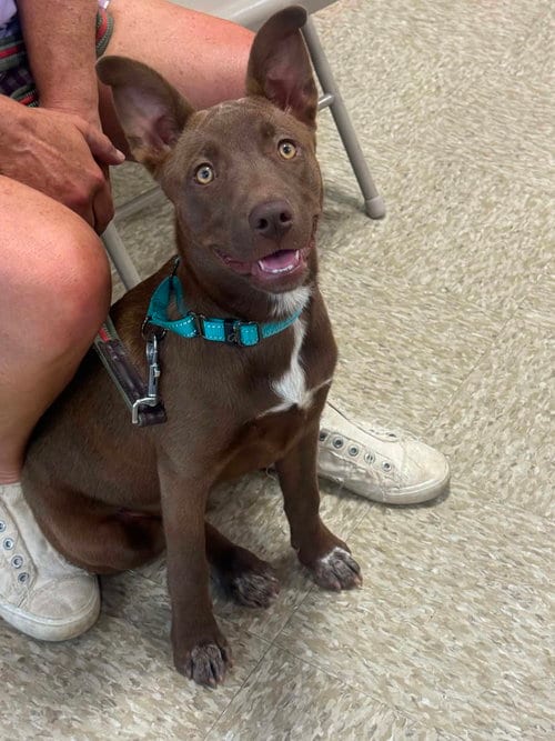 Photo of Genesis, adoptable Labrador Retriever in Fenton, Missouri