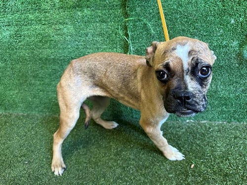 Photo of Bubbles, adoptable Pit Bull Terrier in Lancaster, California