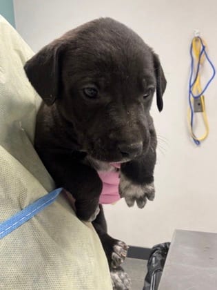 Photo of Vladimir, adoptable dog in Farmington, New Mexico