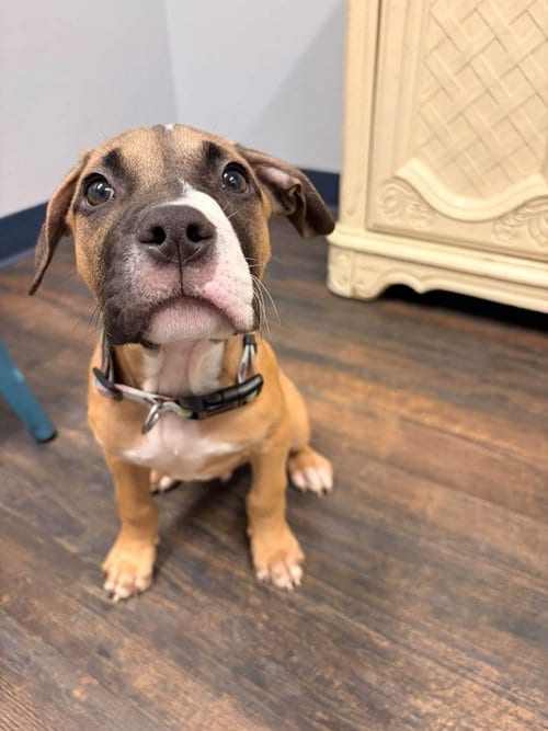 Photo of Spook, adoptable Boxer in Saint Augustine, Florida