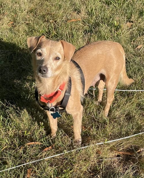 Photo of Shiloh, adoptable Dachshund in Arlington, Virginia