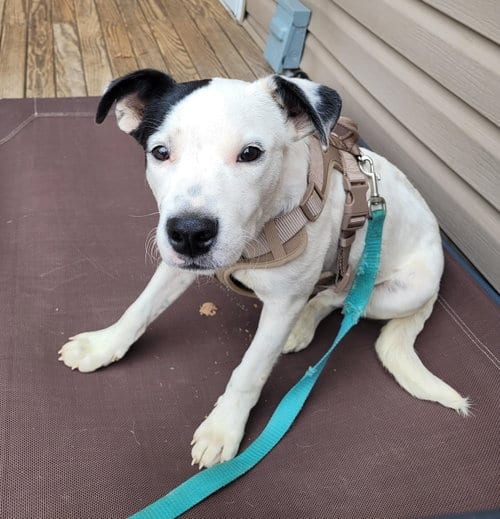 Photo of Dice, adoptable Spaniel in St. Louis, Missouri