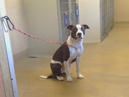 Photo of Starstream, adoptable Pit Bull Terrier in Sacramento, California