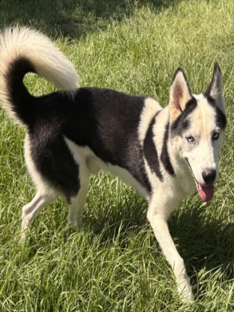 Photo of Bill Furry, adoptable Husky in Texas City, Texas