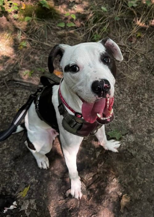 Photo of Tommy Boy, adoptable American Pit Bull Terrier in Germantown, Ohio
