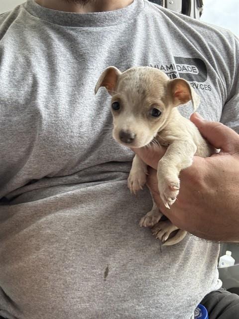 Photo of Bailey, adoptable Chihuahua in Miami, Florida