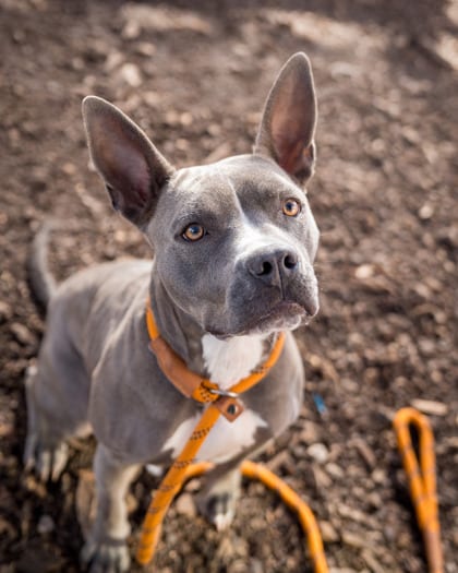 Photo of Dandelion, adoptable dog in Chamblee, Georgia