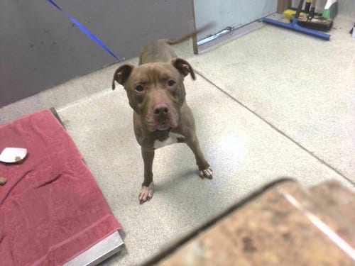 Photo of Chaser, adoptable Labrador Retriever in Tallahassee, Florida