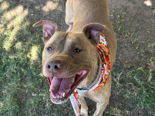 Photo of Sharpeeey, adoptable Pit Bull Terrier in Tulsa, Oklahoma