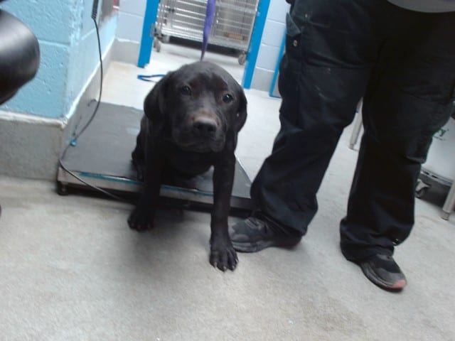 Photo of Ben, adoptable Mastiff mix in Albuquerque, New Mexico