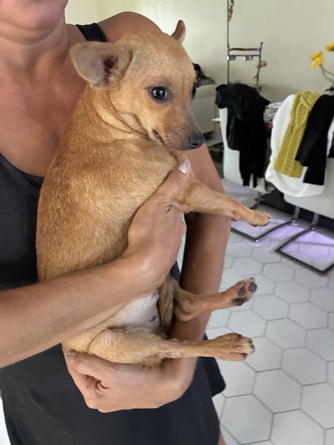 Photo of Kiki, adoptable Chihuahua in Miami, Florida