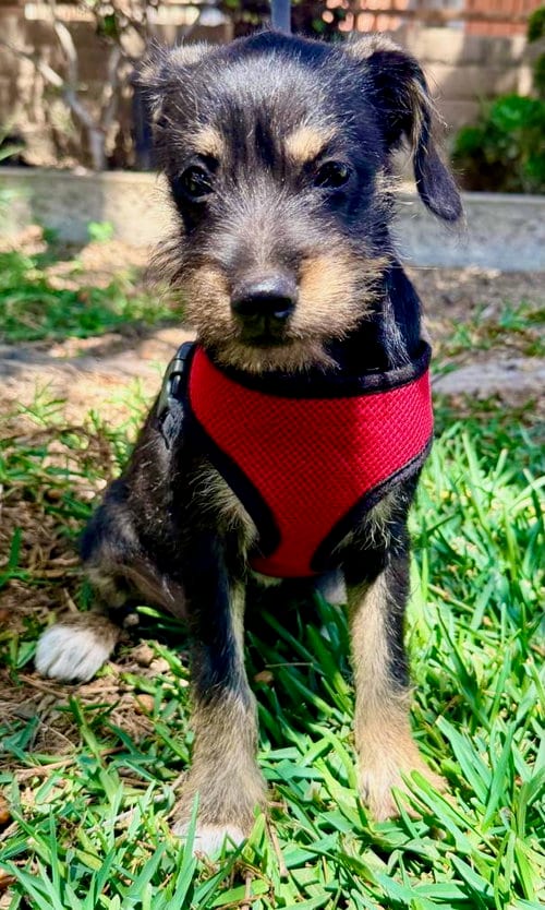Photo of Melly, adoptable Terrier in San Diego, California