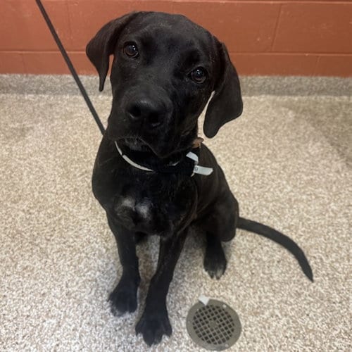 Photo of Xuilla, adoptable Cane Corso Mastiff in Pueblo, Colorado