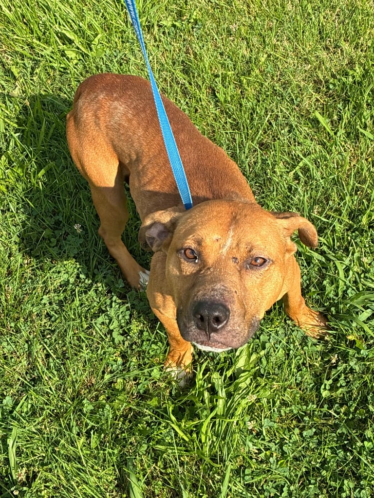 Photo of Dewberry- Awaiting S/N / Rabies, adoptable American Staffordshire Terrier in Chickamauga, Georgia