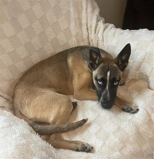 Photo of Baby, adoptable German Shepherd Dog in Stockton, California
