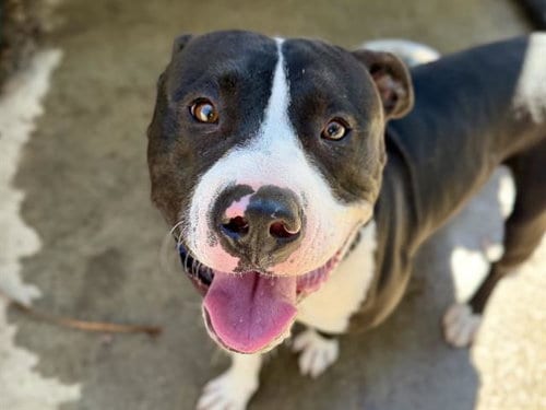 Photo of Signal, adoptable Pit Bull Terrier in Martinez, California