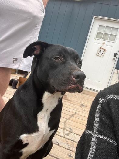 Photo of Betty, adoptable Pit Bull Terrier in Conroe, Texas