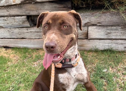 Photo of Canela, adoptable Labrador Retriever in Albuquerque, New Mexico