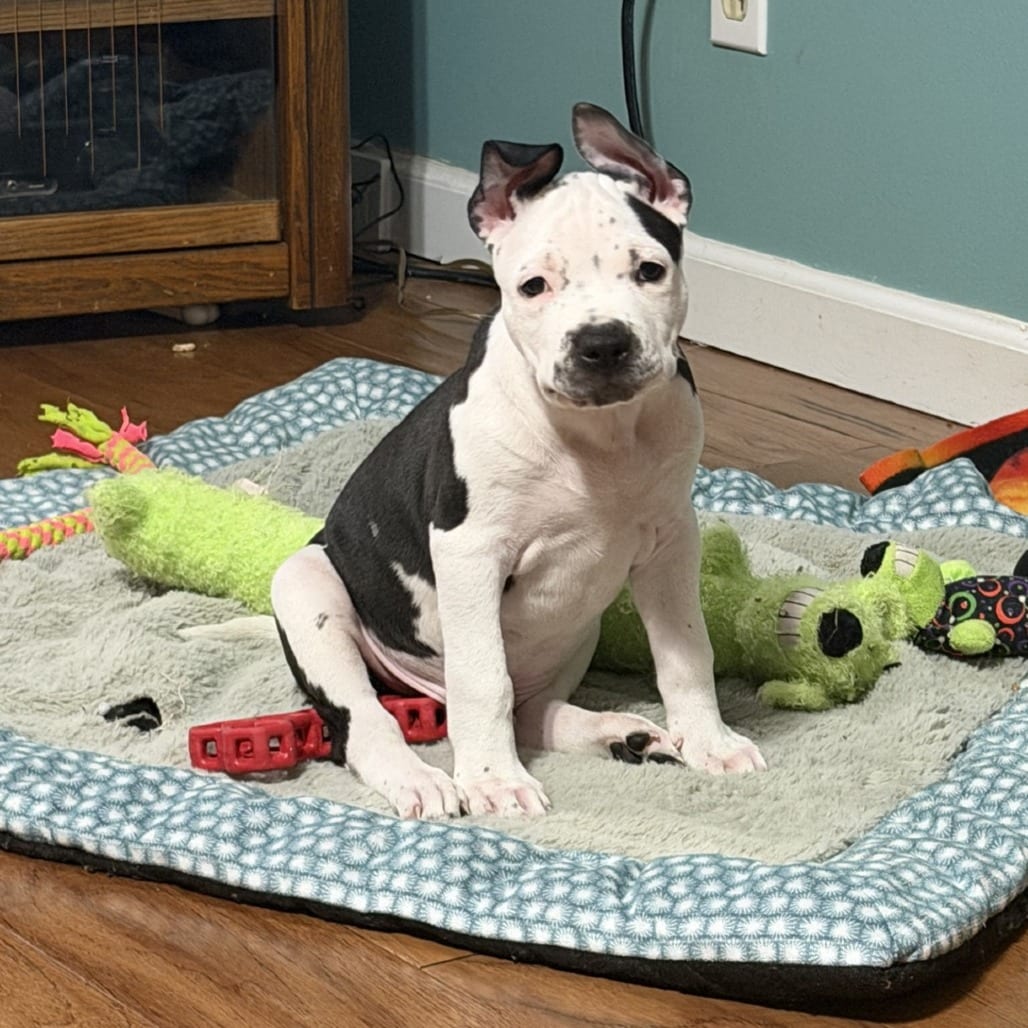 Photo of Toveno (Horse Pup), adoptable Mixed Breed (Medium) in St. Louis, Missouri