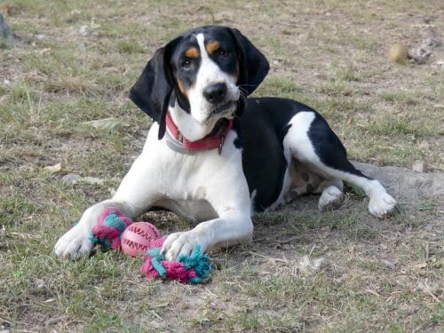 Photo of Daisy May, adoptable Treeing Walker Coonhound in Monterey, Virginia