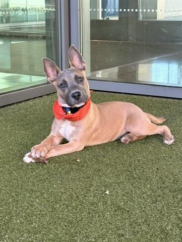 Photo of Apollo, adoptable Pit Bull Terrier in San Martin, California